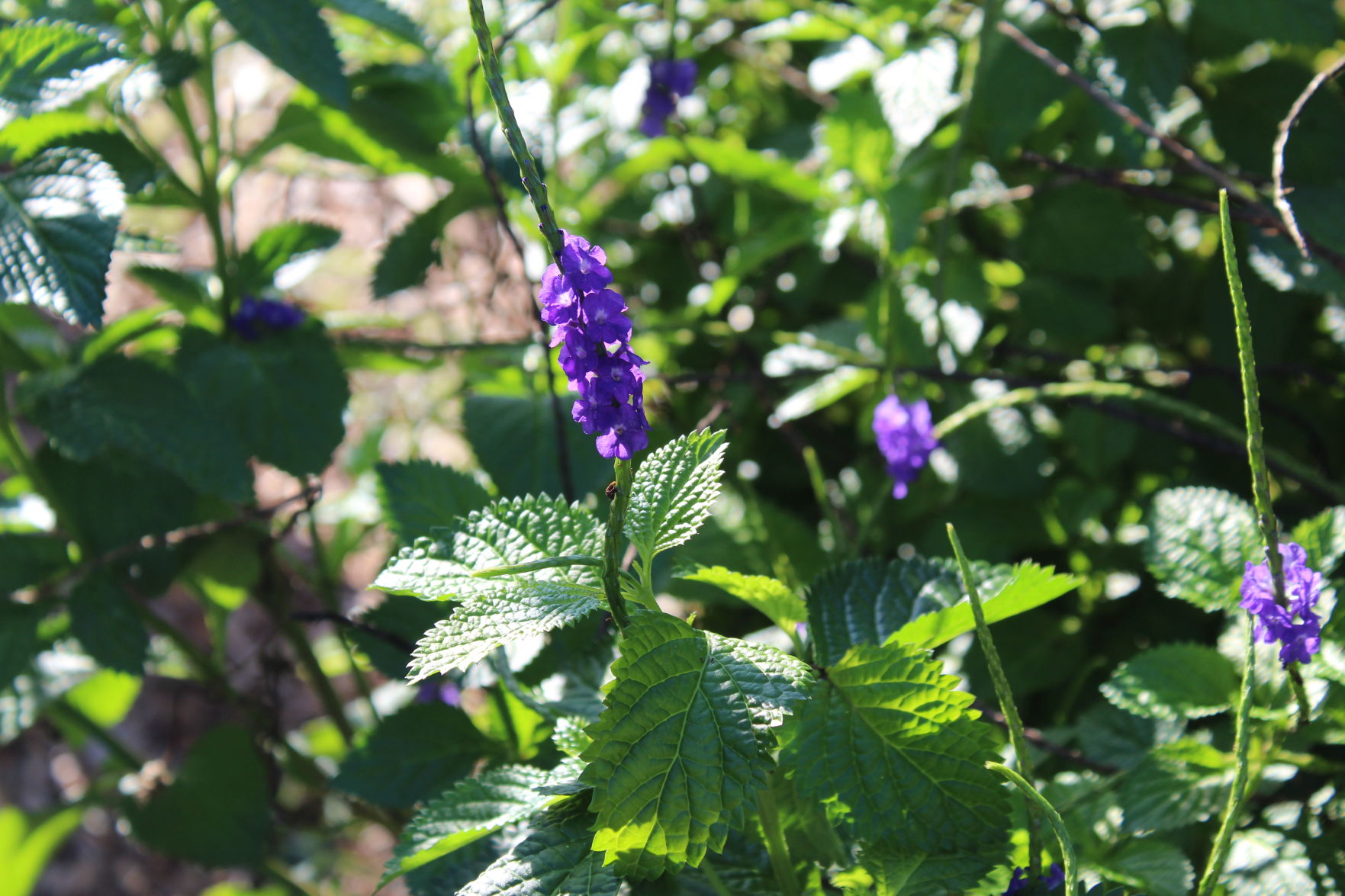 n-clw-communitygarden6-103119.JPG